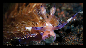 Nudibranch Pteraeolinidia ianthina by Aleksandr Marinicev 